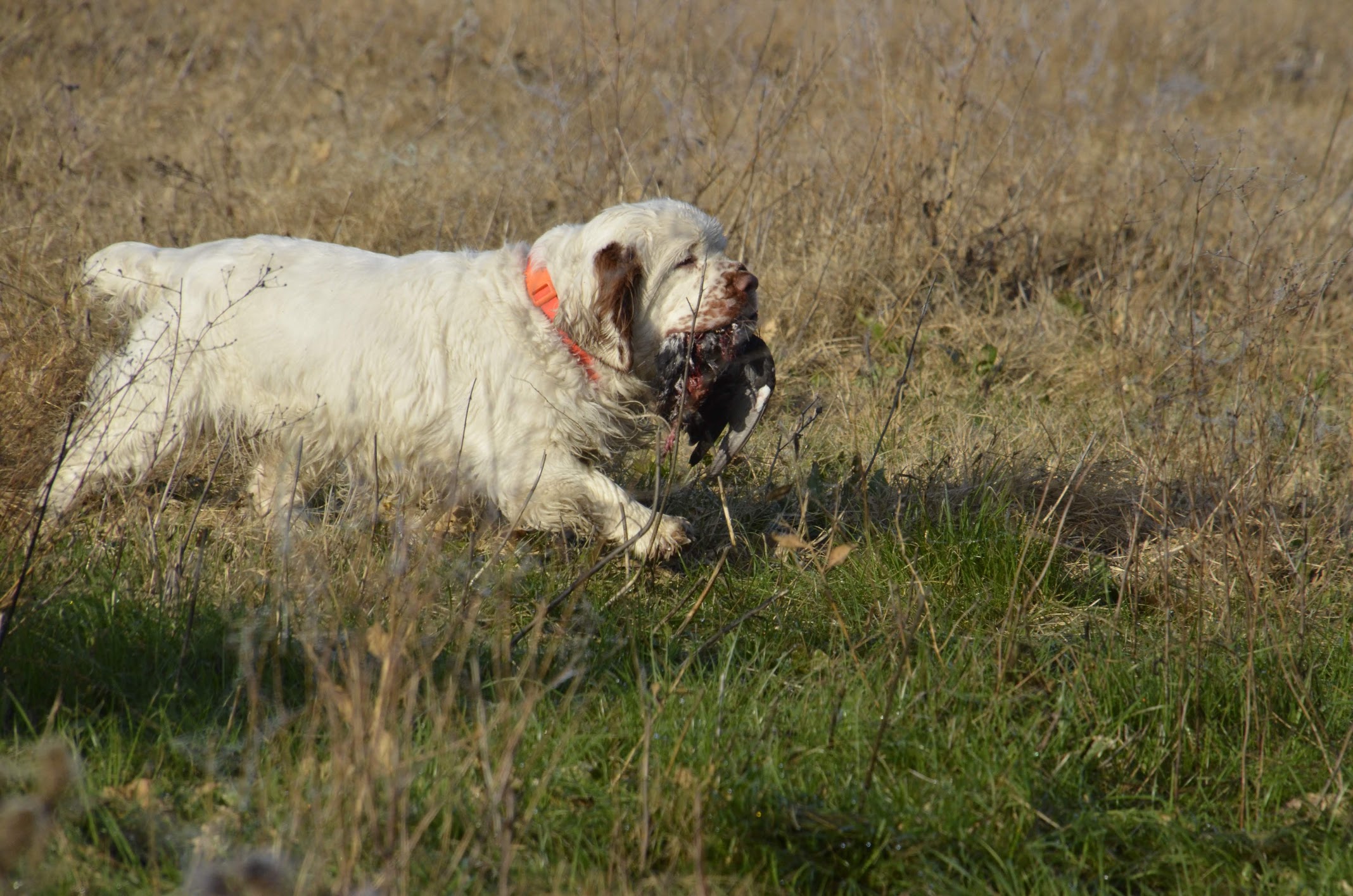 Clumber store spaniel hunting