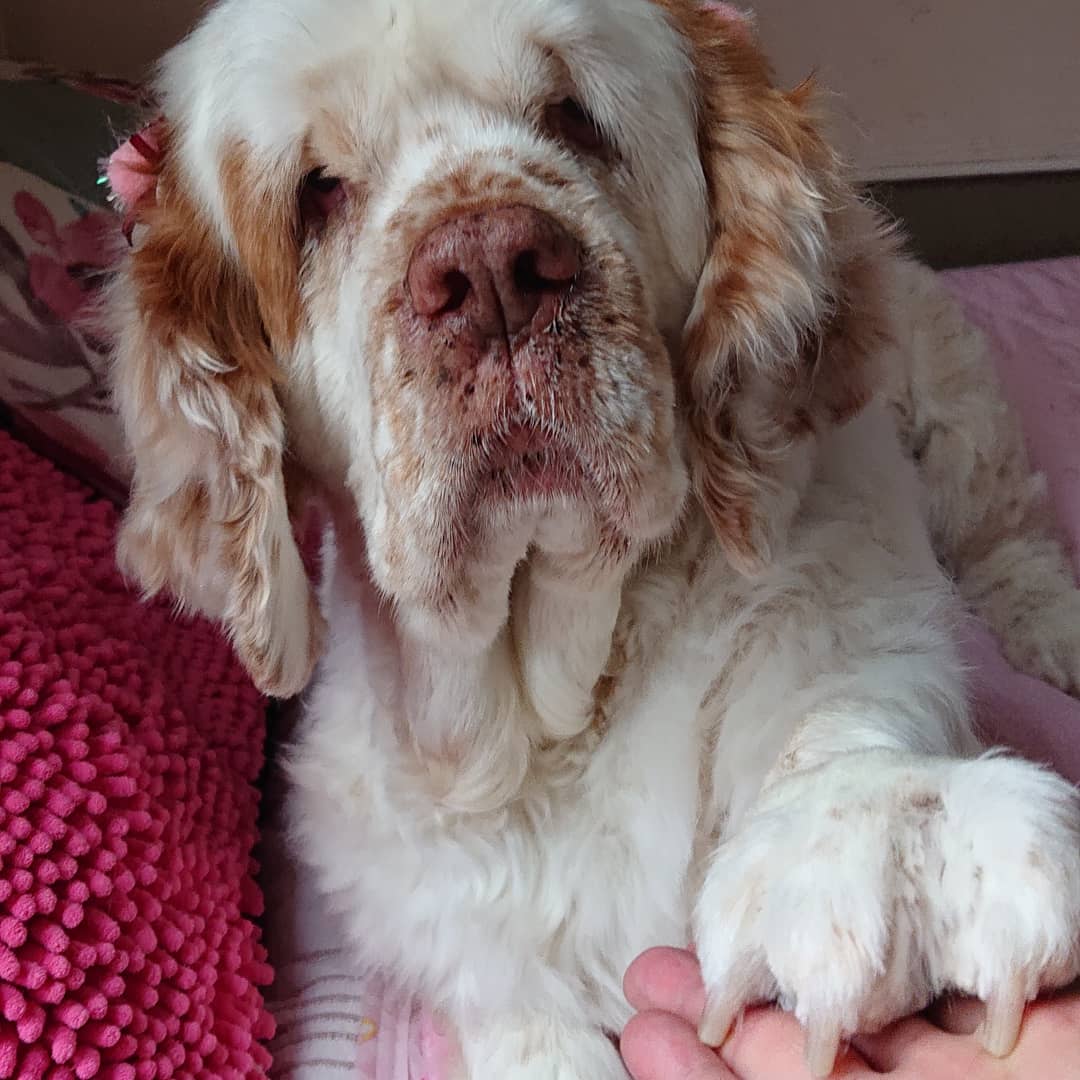 Clumber spaniel breeders near sales me